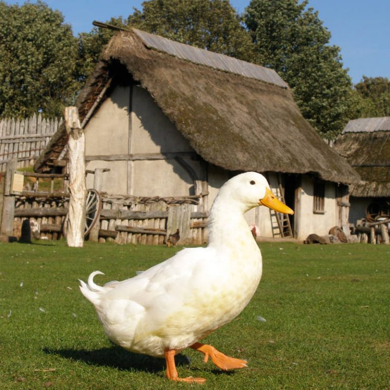 Contact Mountfitchet Castle Mountfitchet Castle