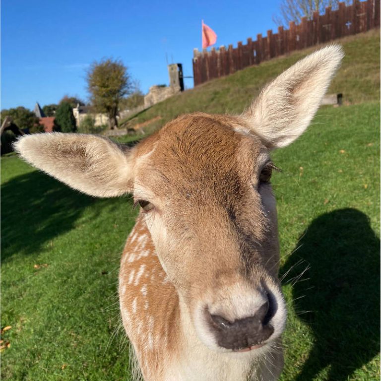 Fallow deer at Mountfitchet Castle