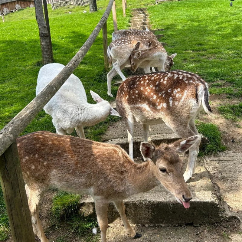 Group of fallow deer