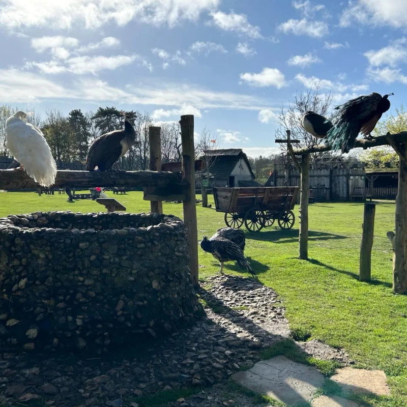 Peacocks at Mountfitchet Castle