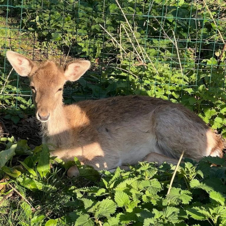 Baby Fallow Deer