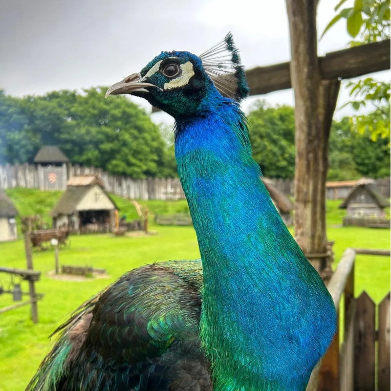 Peacock at Mountfitchet Castle