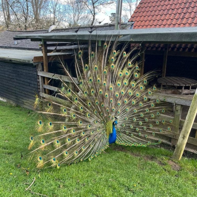 Peacock at the castle
