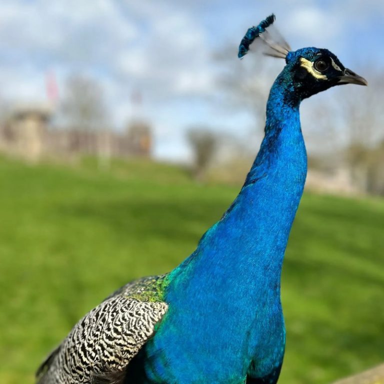 Peacock