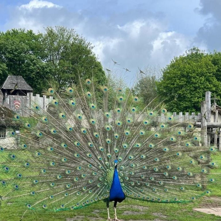 Peacock