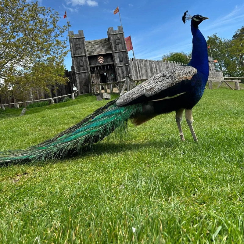 Male Peacock at Mountfitchet Castle