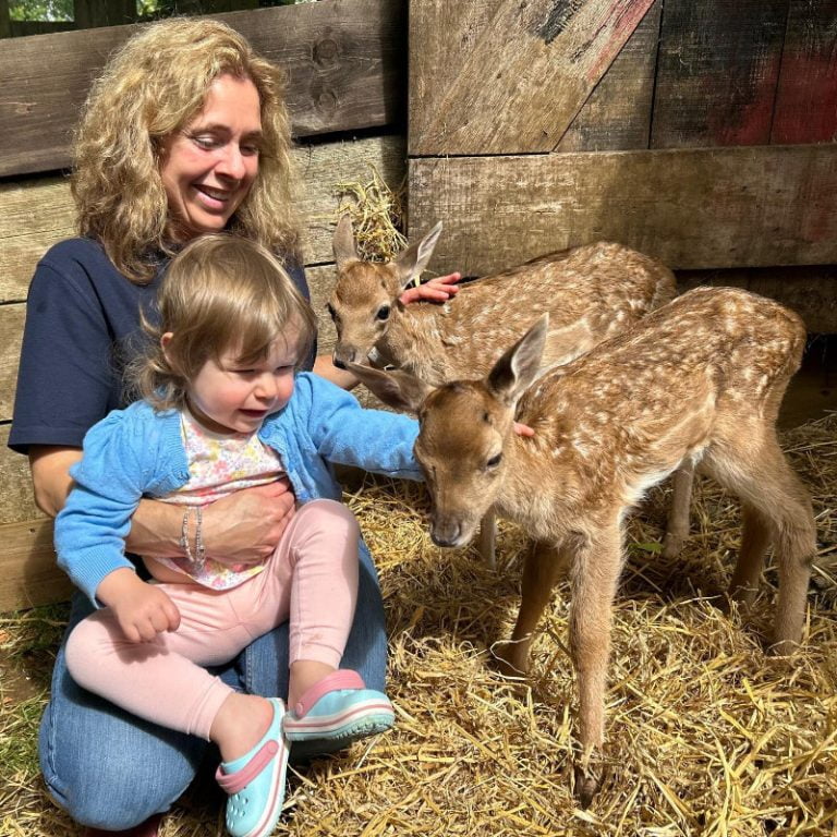 Meeting the baby fallow deer