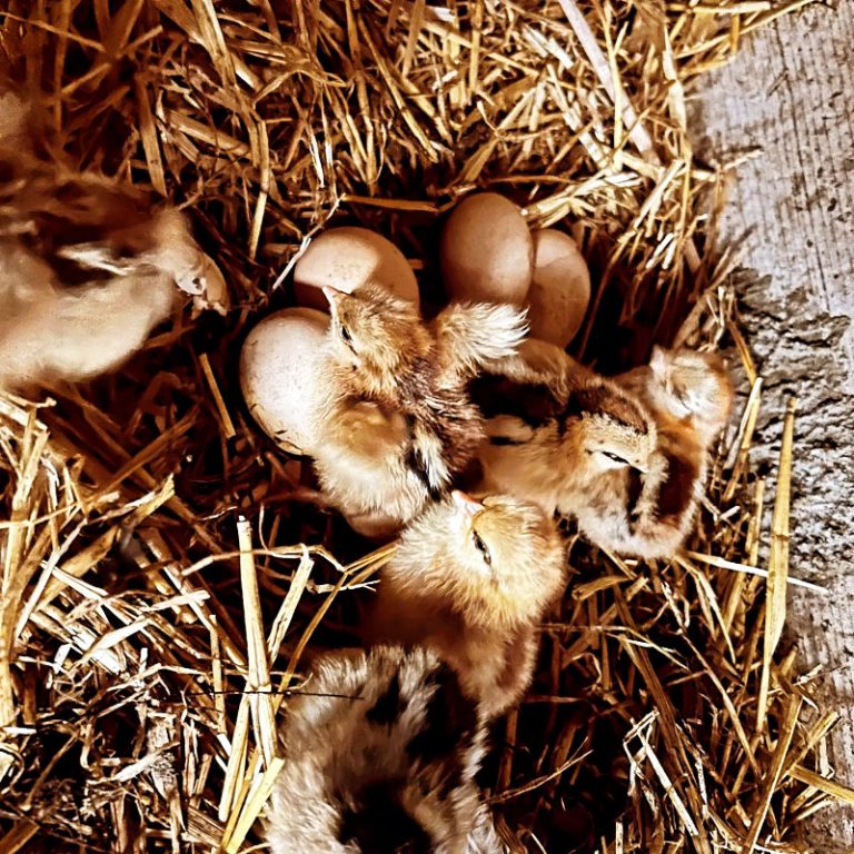 Bantam Chicks in their nest
