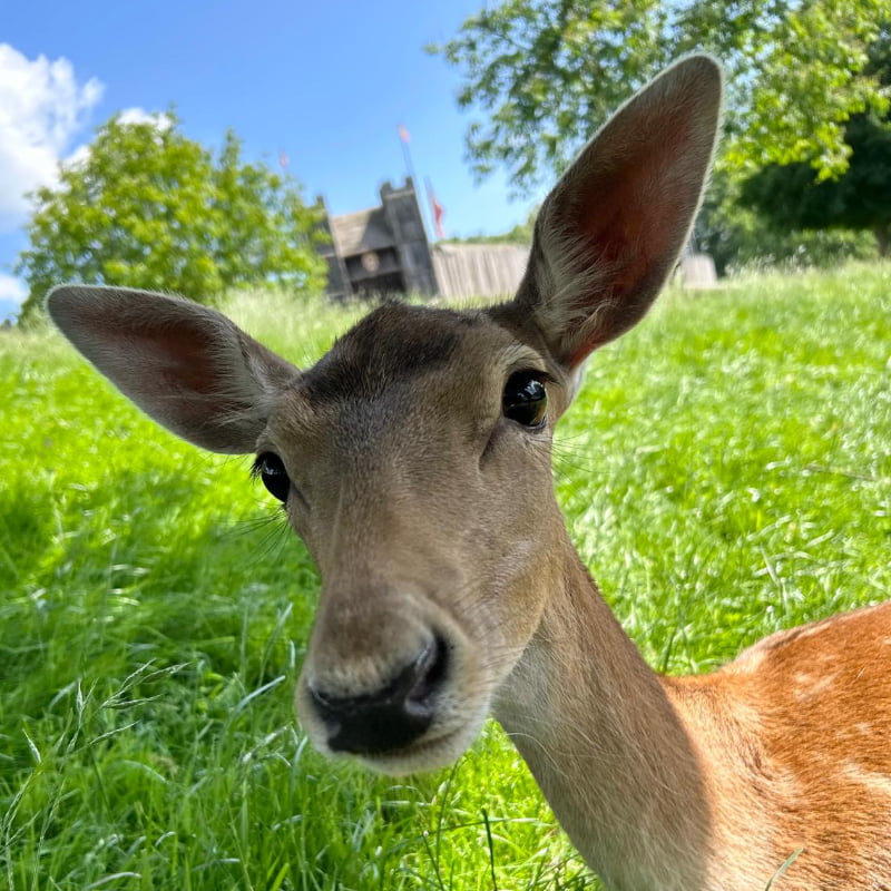 Fallow deer with grass and castle entrance in the background