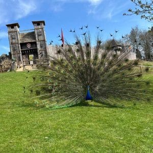 Peacock at the Castle