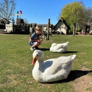 A boy with Ducks at Mountfitchet Castle