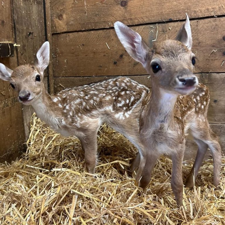 Baby Deer