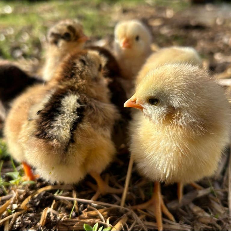 Baby Chicks at Mountfitchet Castle
